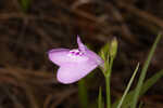 Thickleaf waterwillow